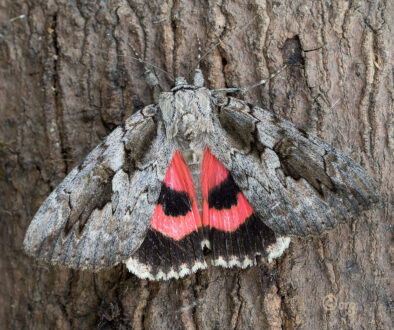 underwing moth