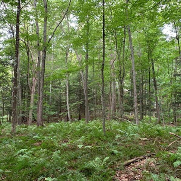 Bird & Nature Walk with Larry Fischer - May 1st